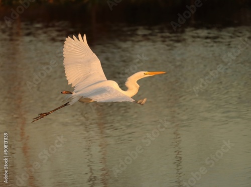 Pain and Trumph a One Legged Great Egret Overcoming Adversity  photo