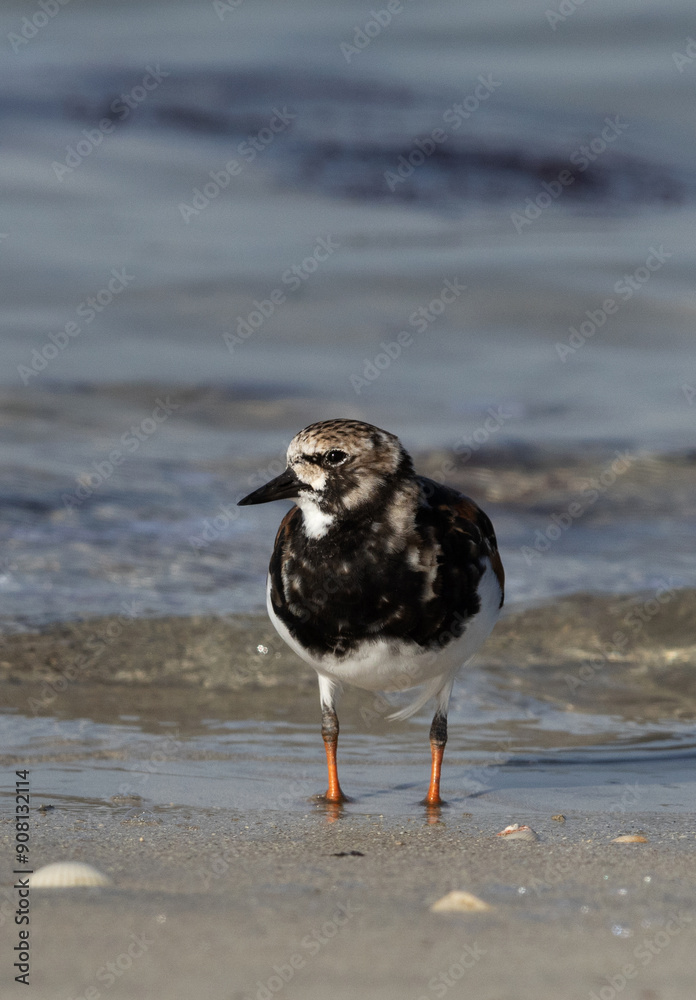 Ruddy Turnstone at Busaiteen coast, Bahrain Ruddy Turnstone at Busaiteen coast, Bahrain