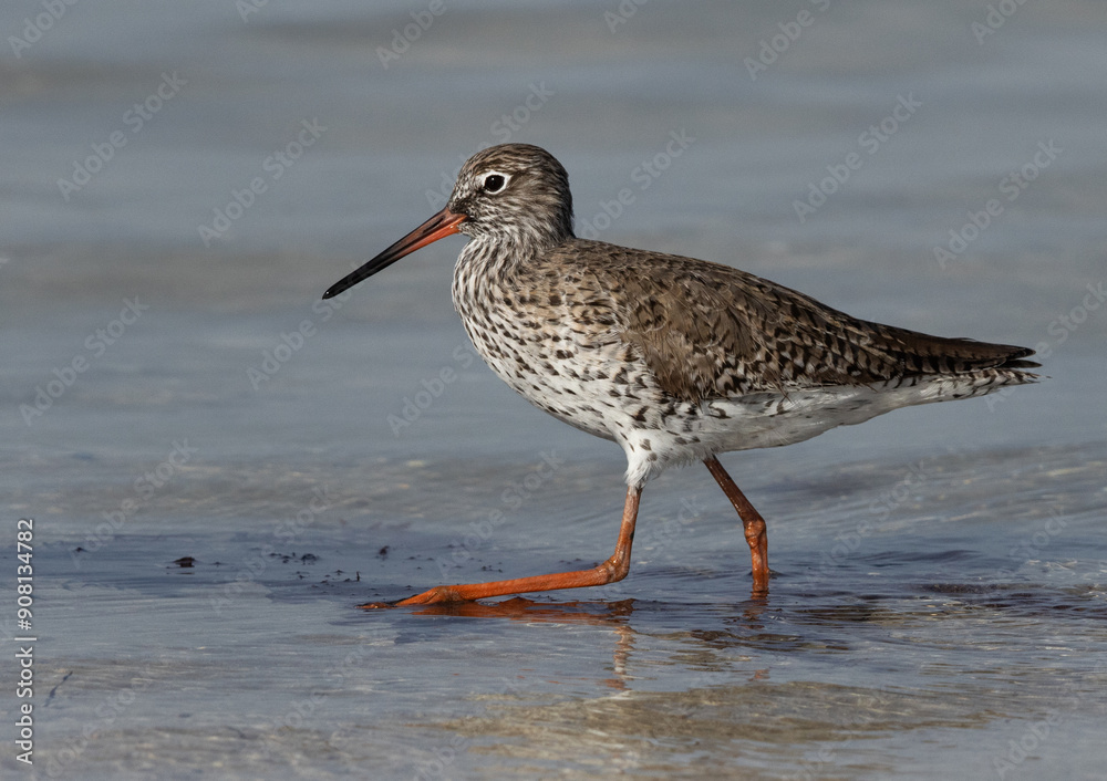 Redshank moving in search of food at Busaiteen coast of Bahrain Redshank moving in search of food at Busaiteen coast of Bahrain