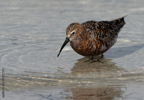 Closeup of a Curlew Sandpiper in breeding plumage at Busaiteen coast of Bahrain