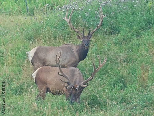 Elk Bull in Velvet Antlers Benezette PA Elk County Country  photo