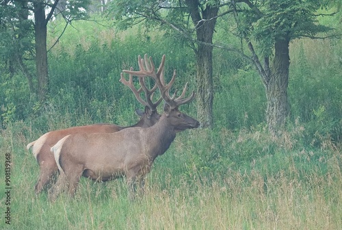 Elk Bull in Velvet Antlers Benezette PA Elk County Country  photo