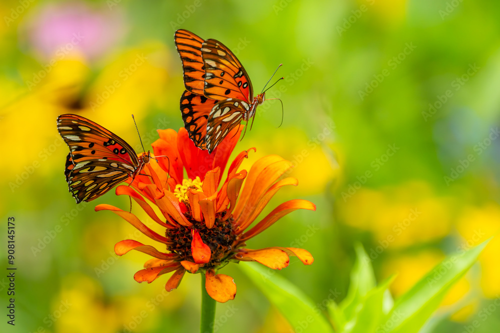 Gulf Fritillary Butterflies feeding on a zinnia flower Gulf Fritillary Butterflies feeding on a zinnia flower