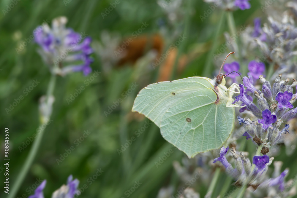 Common brimstone butterfly (Gonepteryx rhamni) sitting on lavender in Zurich, Switzerland Common brimstone butterfly (Gonepteryx rhamni) sitting on lavender in Zurich, Switzerland