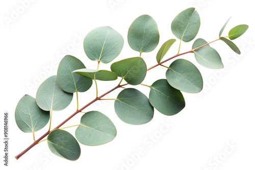 Fresh eucalyptus sprig 3d, cut out 