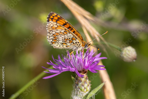 Melitaea phoebe nel prato estivo di Monte San Pietro. photo