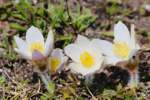 Pulsatilla vernalis commony known as Spring pasqueflower  photo