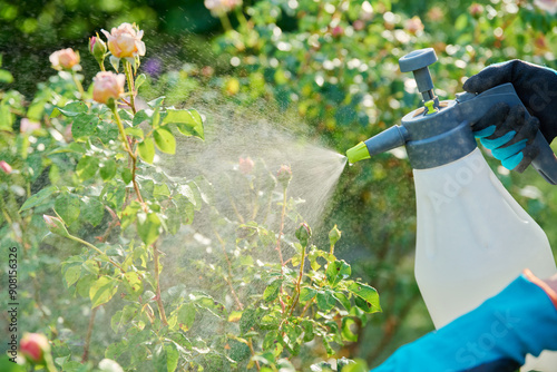 Gardener woman with sprayer caring spraying rose plants in backyard garden