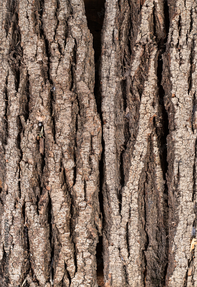 oak brown bark of tree texture, grunge vertical background oak brown bark of tree texture, grunge vertical background