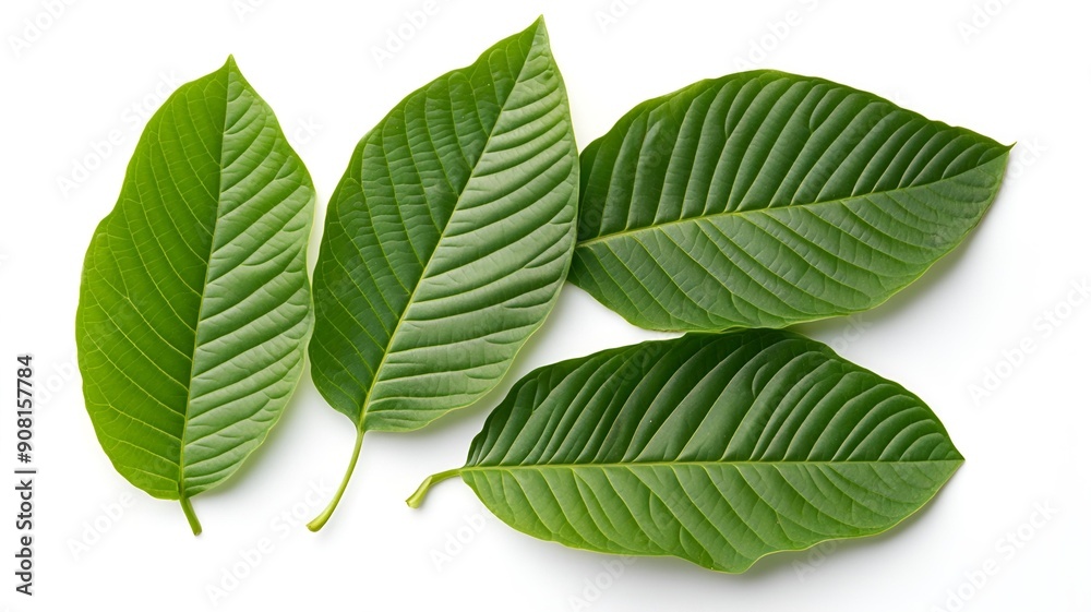 Natural Kratom: Herbal Supplement in Various Forms and Uses Natural Kratom: Herbal Supplement in Various Forms and Uses
