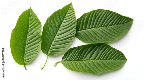 Natural Kratom: Herbal Supplement in Various Forms and Uses
