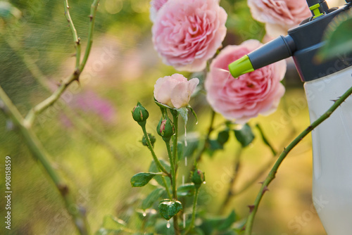 Fototapeta Naklejka Na Ścianę i Meble -  Close up gardener with sprayer caring spraying rose plants in backyard garden
