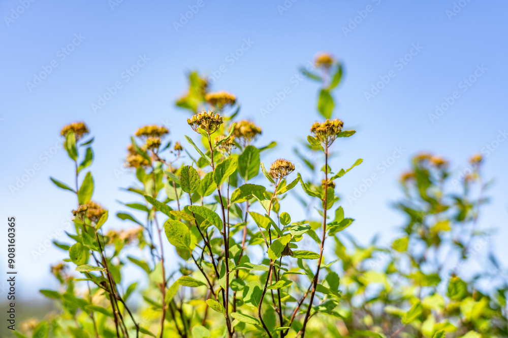Φωτογραφία Spiraea stevenii, commonly known as Beauverd spirea or Alaska spirea, is a low-growing perennial shrub that grows from a long creeping rhizome