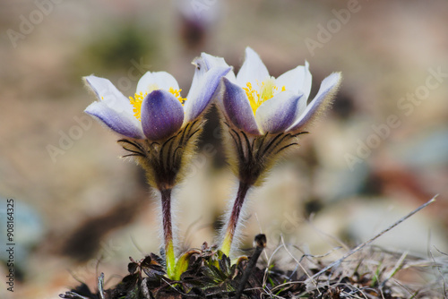 Pulsatilla vernalis commony known as Spring pasqueflower  photo