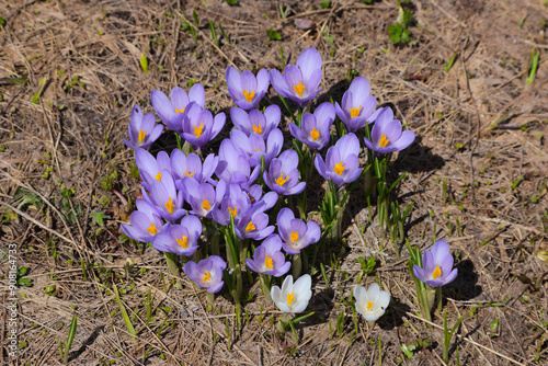 Crocus vernus commonly known as Spring Crocus or Giant Crocus