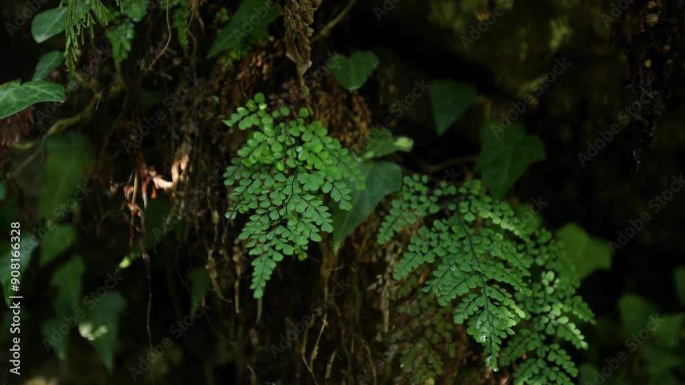 green moss in the forest green moss in the forest