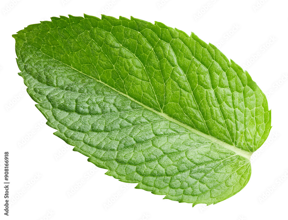 Obraz premium Mint leaves isolated on white. Spearmint leaves clipping path. Mint macro studio photo