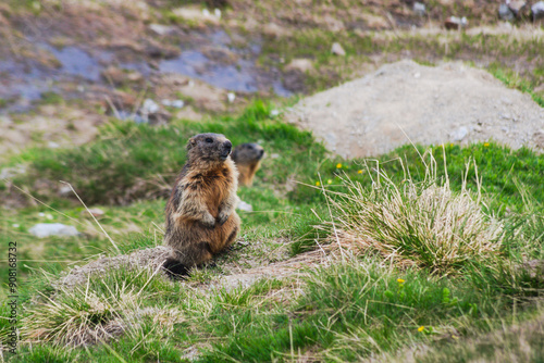 Alpine marmots ( Marmota marmota ) in natural environment. Stelvio National Park, Italy photo