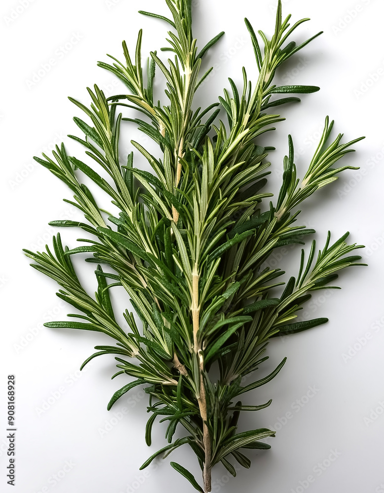 rosemary photo from above on isolated background rosemary photo from above on isolated background