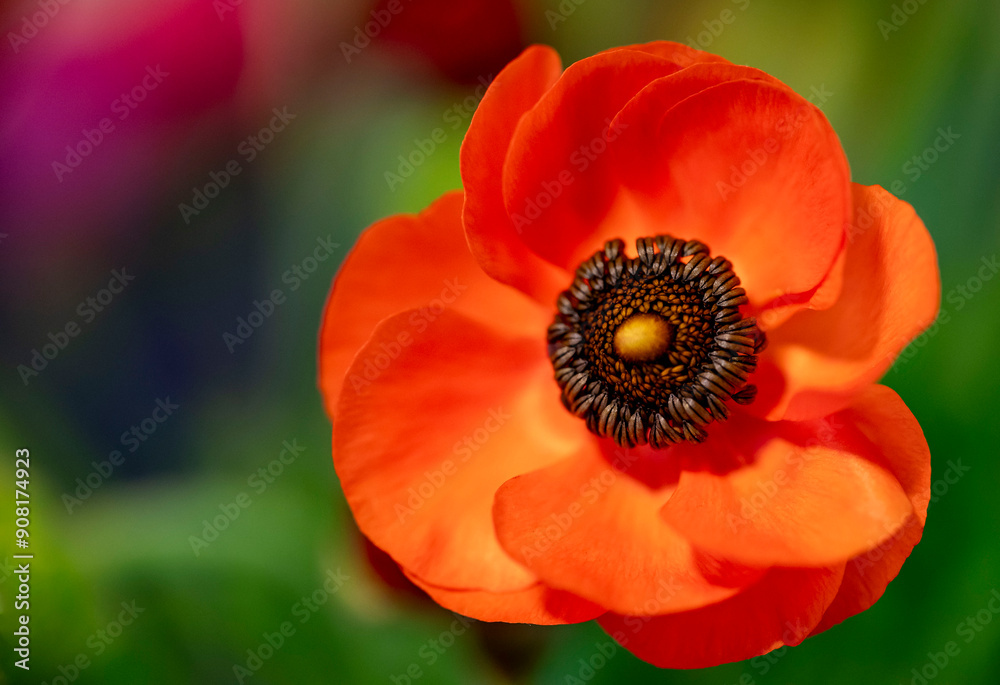 ranunculus flower macro with a bokeh background ranunculus flower macro with a bokeh background