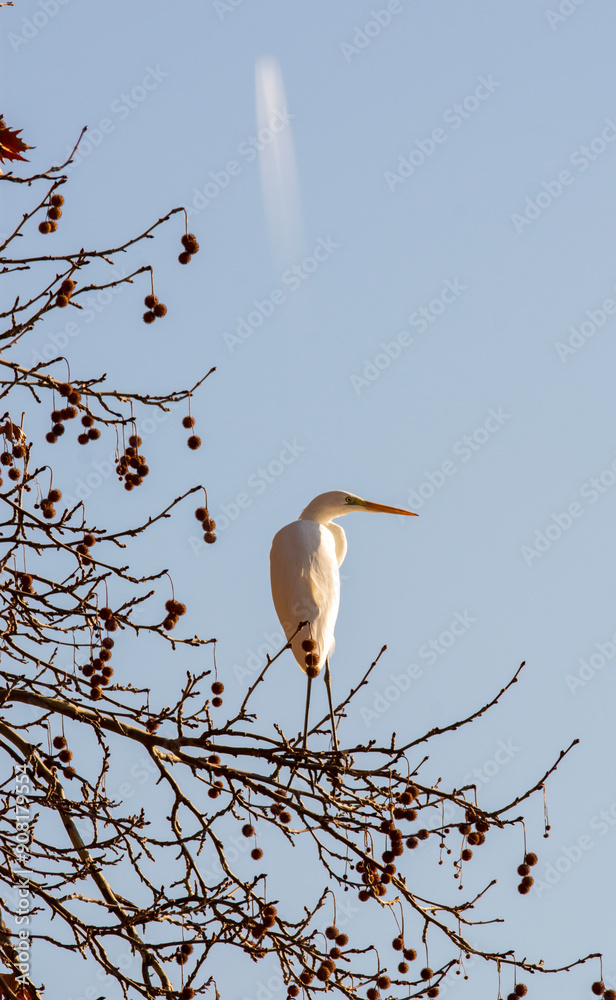 Obraz premium great blue heron ardea cinerea