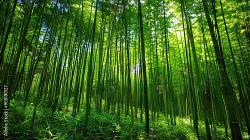   A verdant forest brims with towering, slender bamboo trees adorned with lush green foliage on their crowns