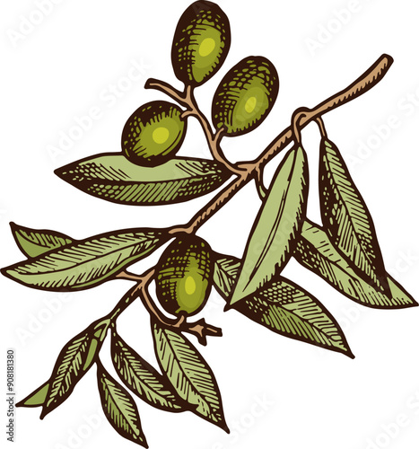 Healthy oil fruits. Olive tree branch drawing