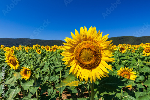 Campo di girasoli in Agosto