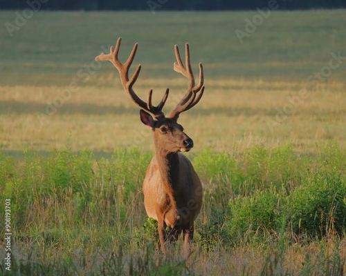 Majestic Powerful Elk Bull Velvet Antlers photo