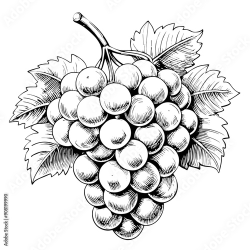Grapes Illustration, Black and White, Fruit Concept
