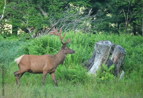 Majestic Powerful Elk Bull Velvet Antlers photo