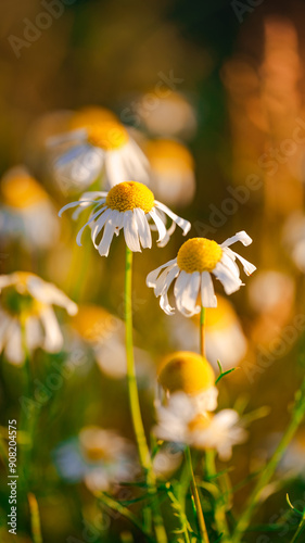 daisies in a field