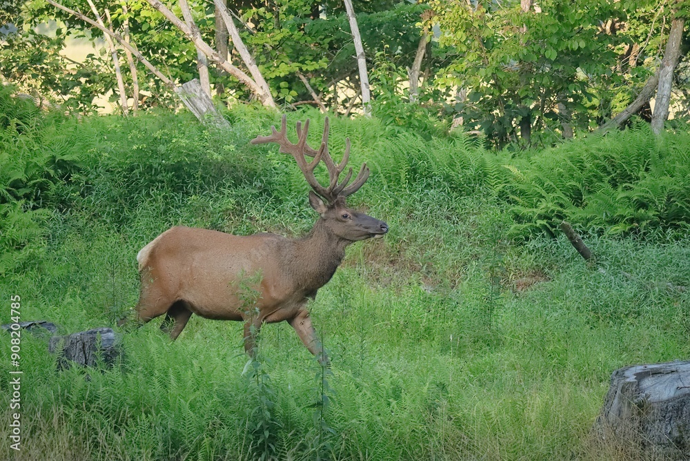 Majestic Powerful Elk Bull Velvet Antlers Majestic Powerful Elk Bull Velvet Antlers