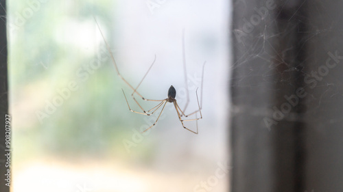 Small spider with long legs close-up. Small house spider. Pholcus phalangioides photo