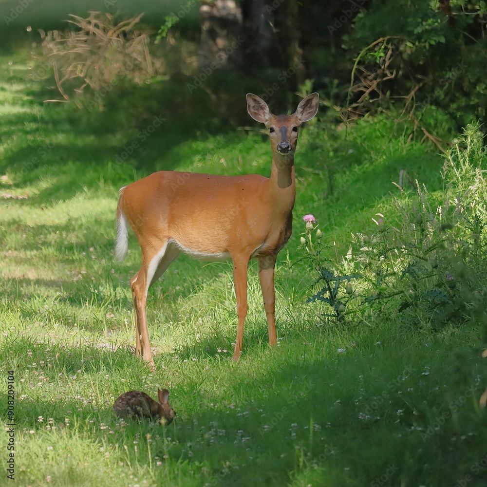 Enchanted Moment Deer Cades Cove Quiet Beauty Enchanted Moment Deer Cades Cove Quiet Beauty