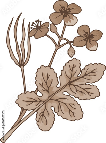 Chelidonium herb drawing. Medical plant botanical illustration