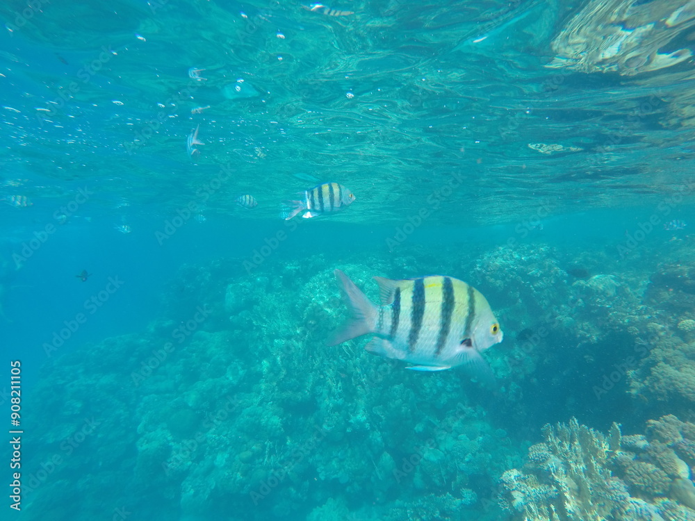 Fototapeta premium Indo-Pacific sergeant (Abudefduf vaigiensis) is a species of damselfish in the family Pomacentridae above coral reef in Red sea Egypt