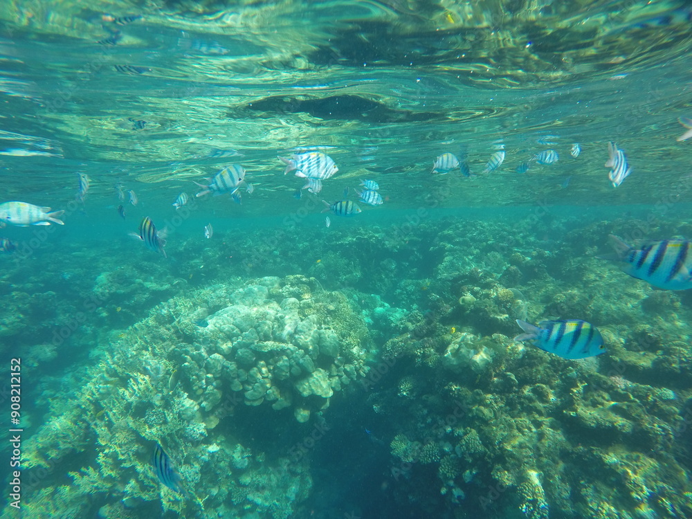 Indo-Pacific sergeant (Abudefduf vaigiensis) is a species of damselfish in the family Pomacentridae above coral reef in Red sea Egypt Indo-Pacific sergeant (Abudefduf vaigiensis) is a species of damselfish in the family Pomacentridae above coral reef in Red sea Egypt