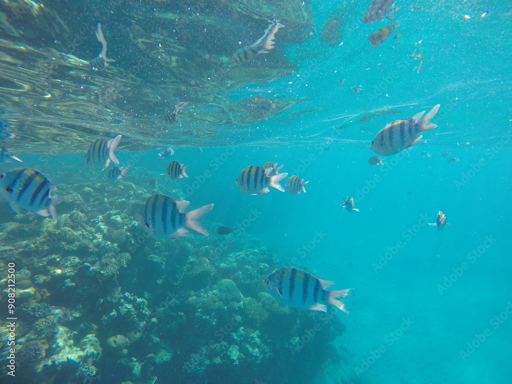 Indo-Pacific sergeant (Abudefduf vaigiensis) is a species of damselfish in the family Pomacentridae above coral reef in Red sea Egypt Indo-Pacific sergeant (Abudefduf vaigiensis) is a species of damselfish in the family Pomacentridae above coral reef in Red sea Egypt