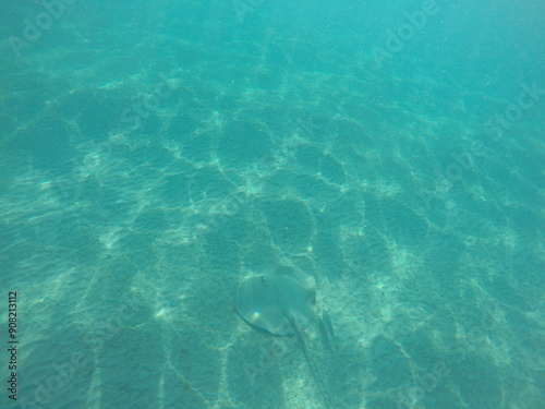  Himantura uarnak covered in sand reticulate whipray or honeycomb stingray is a species of stingray in the family Dasyatidae. It inhabits coastal waters in the western Indian Ocean including Red Sea photo