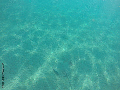  Himantura uarnak covered in sand reticulate whipray or honeycomb stingray is a species of stingray in the family Dasyatidae. It inhabits coastal waters in the western Indian Ocean including Red Sea photo