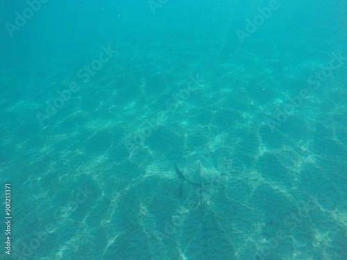  Himantura uarnak covered in sand reticulate whipray or honeycomb stingray is a species of stingray in the family Dasyatidae. It inhabits coastal waters in the western Indian Ocean including Red Sea