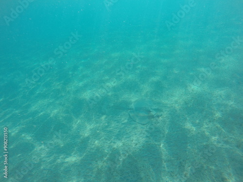 Himantura uarnak covered in sand  reticulate whipray or honeycomb stingray is a species of stingray in the family Dasyatidae. It inhabits coastal waters in the western Indian Ocean including Red Sea photo