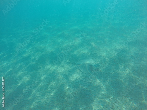 Himantura uarnak covered in sand reticulate whipray or honeycomb stingray is a species of stingray in the family Dasyatidae. It inhabits coastal waters in the western Indian Ocean including Red Sea