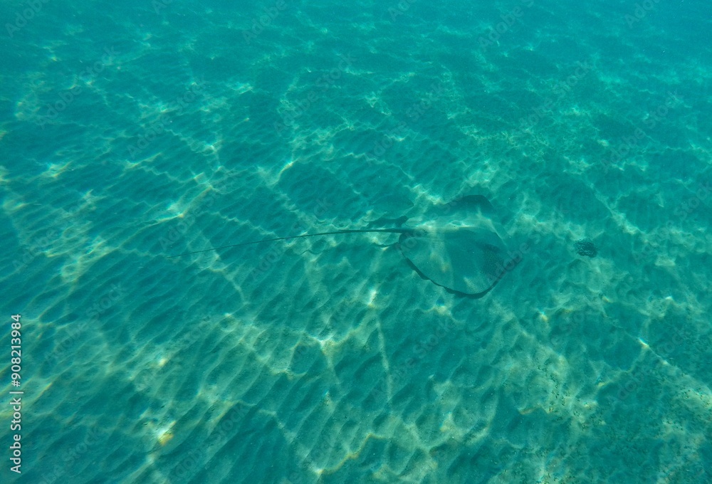 Fototapeta premium Himantura uarnak covered in sand reticulate whipray or honeycomb stingray is a species of stingray in the family Dasyatidae. It inhabits coastal waters in the western Indian Ocean including Red Sea