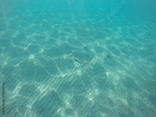 Himantura uarnak covered in sand  reticulate whipray or honeycomb stingray is a species of stingray in the family Dasyatidae. It inhabits coastal waters in the western Indian Ocean including Red Sea