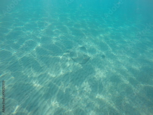 Wallpaper Mural Himantura uarnak covered in sand  reticulate whipray or honeycomb stingray is a species of stingray in the family Dasyatidae. It inhabits coastal waters in the western Indian Ocean including Red Sea Torontodigital.ca