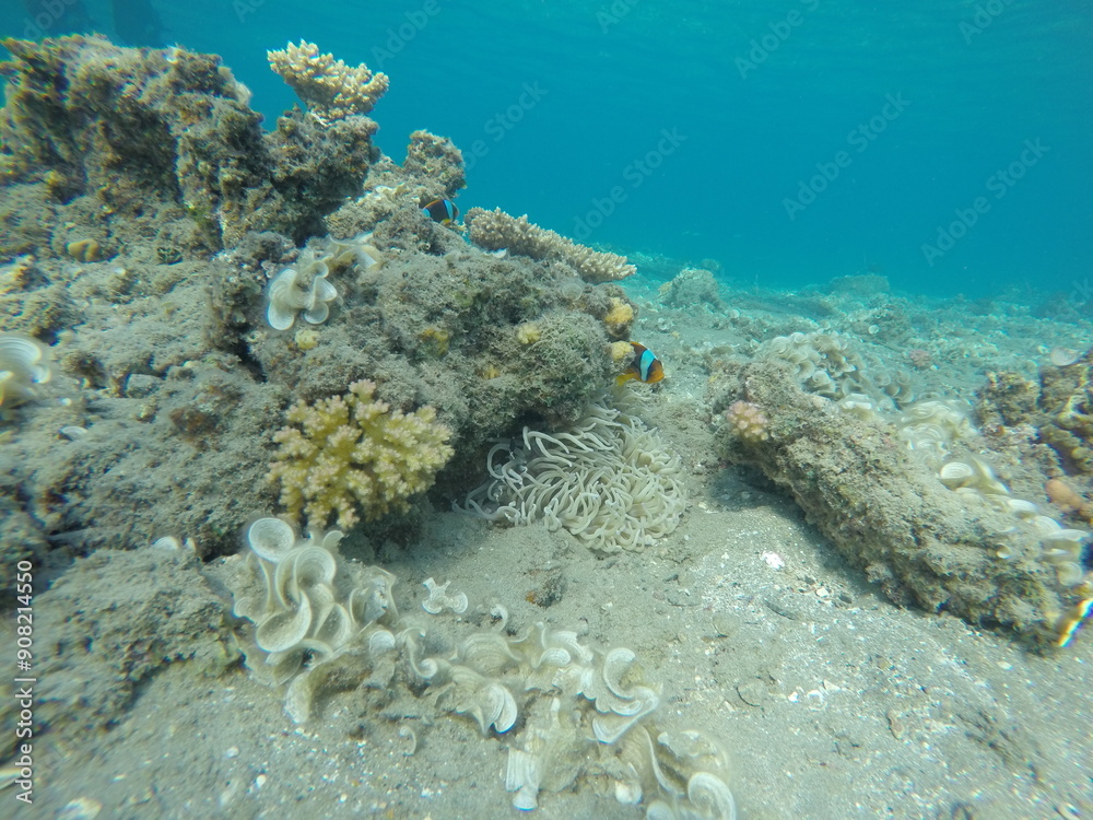 Fototapeta premium anemone, clown fish amphiprion bicinctus, padina and pocillopora