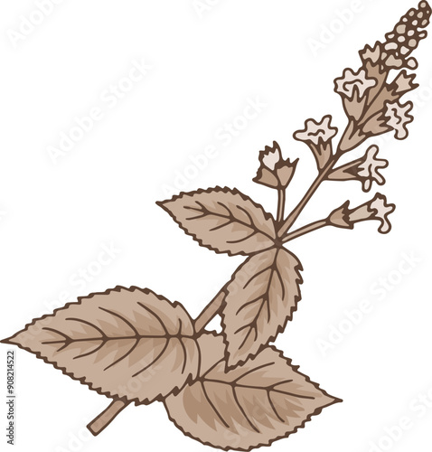 Urtica herb. Fresh organic botany. Plant illustration