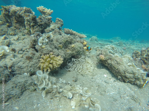 anemone, clown fish amphiprion bicinctus, padina and pocillopora